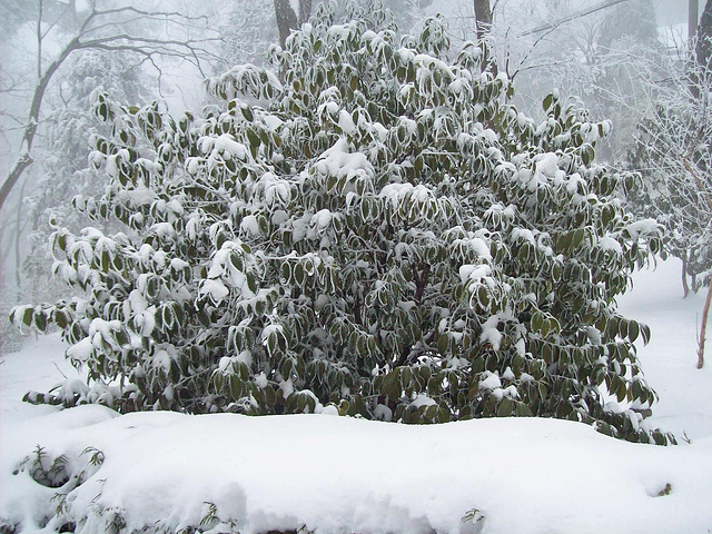 ayx官方网站|美商务部长罗斯据称将公布调查进口铝的计划(图1) ayx官网